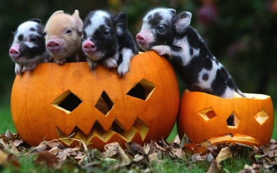 Halloween Applique Top Pig in Pumpkin