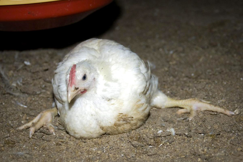 Cornish Cross Chicken. PC: http://zesterdaily.com/agriculture/lets-kill-natural-label-on-food-products/